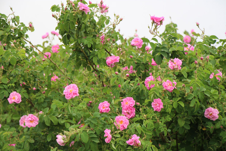 تولیدی که با عطر گل محمدی عجین می&zwnj;شود