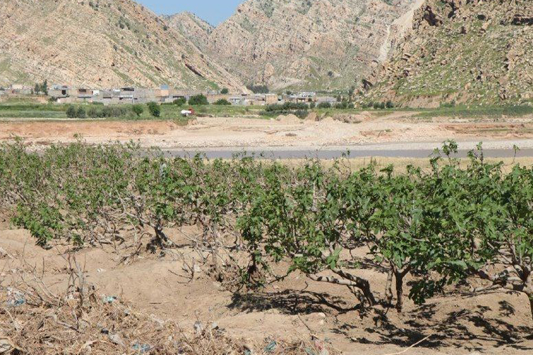 پویشِ جهادی برای نجات باغات سیل&zwnj;زده لرستان
