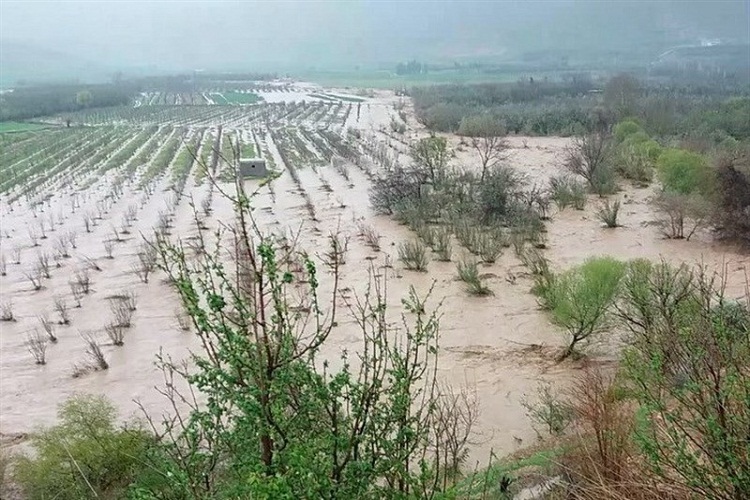 فراخوان جهادی نجات انجیرستان پلدختر/ ۱۵ هزار درخت احیا شد