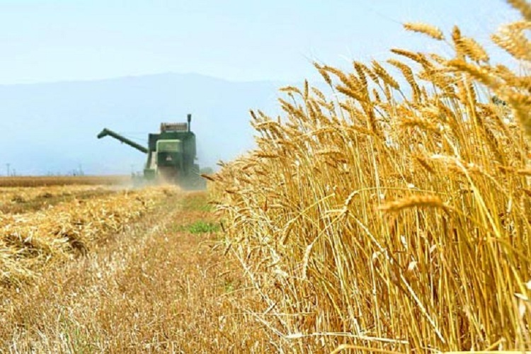 امروز تامین امنیت غذایی یک نبرد اقتصادی است