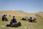آغاز تابستان به روایتی دیگر...