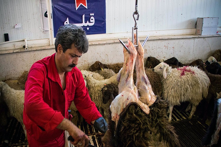 سازماندهی 61 تیم بهداشتی دامپزشکی برای عید قربان در خراسان&zwnj;شمالی