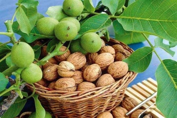 دهمین همایش گردوی تویسرکان افتتاح شد