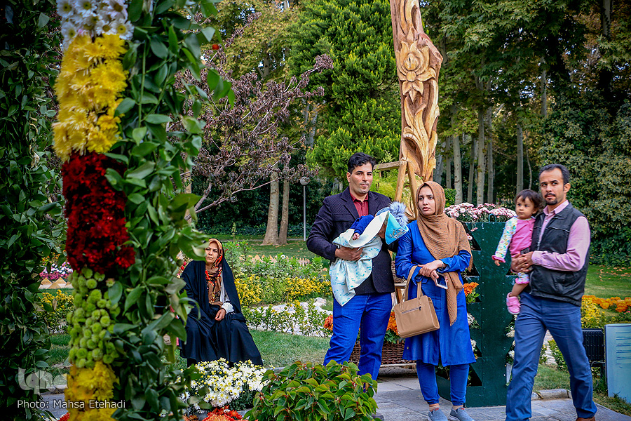 جشنواره گل&zwnj;های داودی