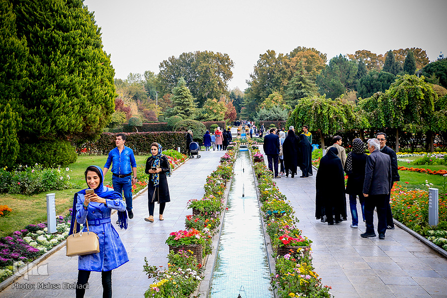 جشنواره گل&zwnj;های داودی
