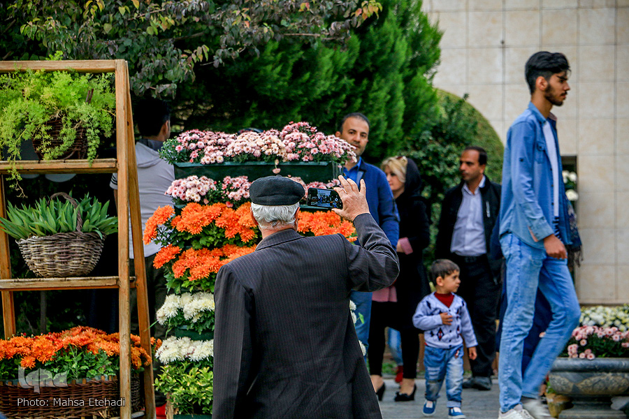 جشنواره گل&zwnj;های داودی