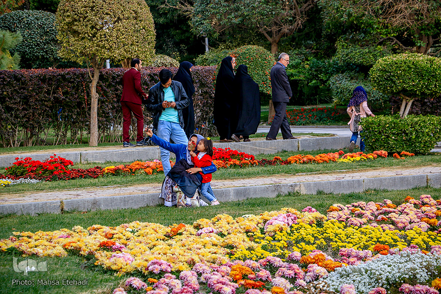 جشنواره گل&zwnj;های داودی