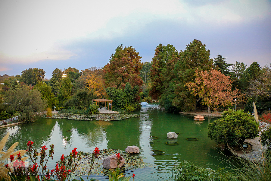 جشنواره گل&zwnj;های داودی