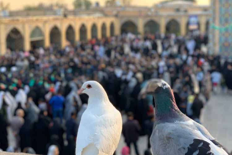 آیین تعویض پرچم امامزاده حسین (ع) قزوین