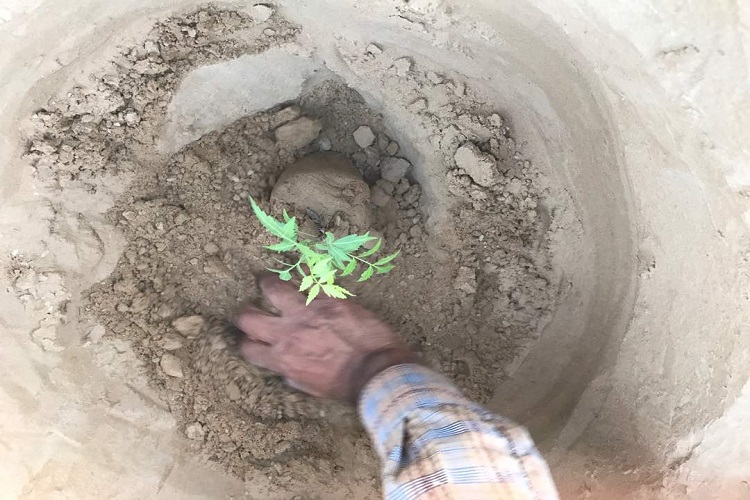 کاشت 14 میلیون نهال در کشور کاشت 14 میلیون نهال در کشور