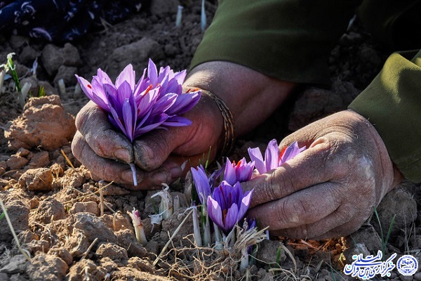 اهدای بیش از نیم تن گل زعفران توسط مردم سرایان برای کمک به امامزادگان