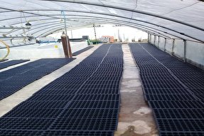 طرح ملی «پایلوت سبزی و صیفی‌جات از بذور تولید داخل» در جهاد دانشگاهی مازندران اجرا شد