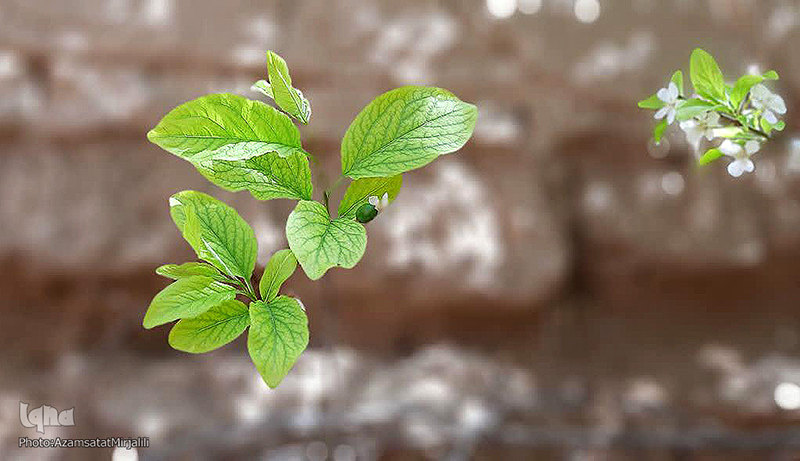 عکس | طراوت بهاری در شهر شاهدیه یزد