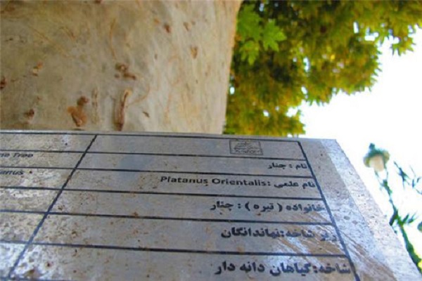 درختان باغ&zwnj;های همدان شناسنامه&zwnj;دار شوند