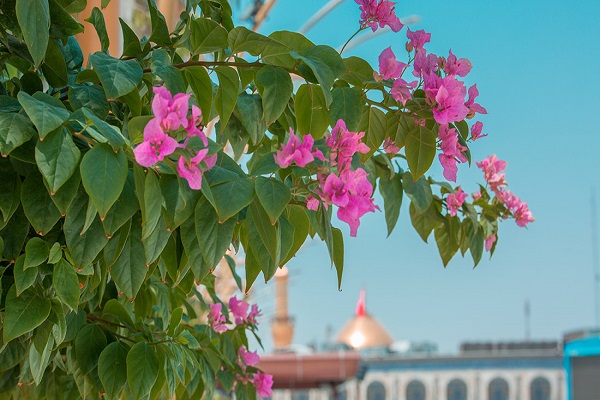 آذین‌بندی عتبات مقدس در عراق به مناسبت عید غدیر + عکس