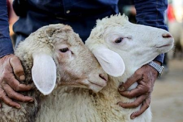 جمع&zwnj;آوری نذورات عید قربان در 140 پایگاه کمیته امداد البرز