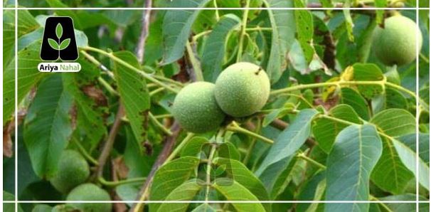 چرا از نهال گردو و نهال بادام به عنوان بهترین نهال&zwnj;ها یاد می&zwnj;شود؟