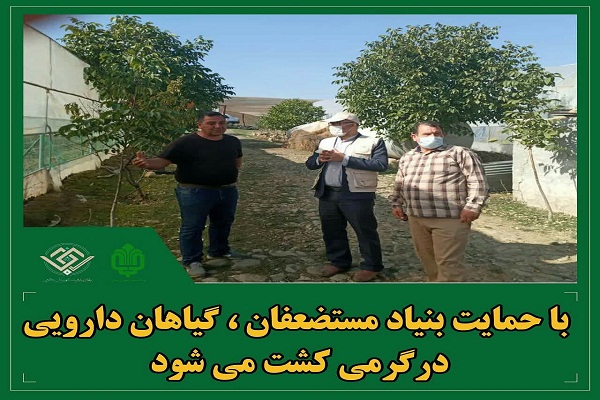 اجرای طرح توسعه کشت گیاهان دارویی در گرمی