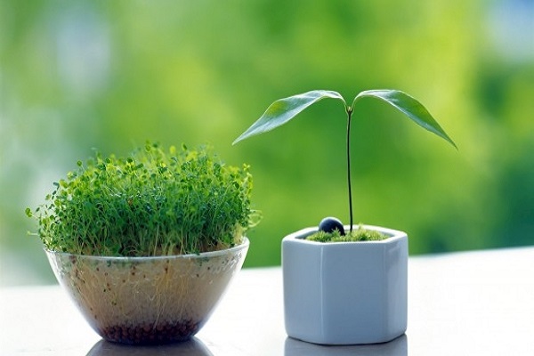 اجرای پویش &laquo;کاشت نهال به جای سبزه&raquo; در همدان