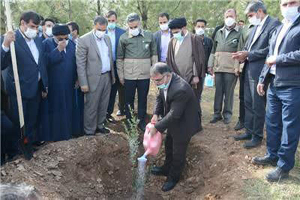 درختکاری