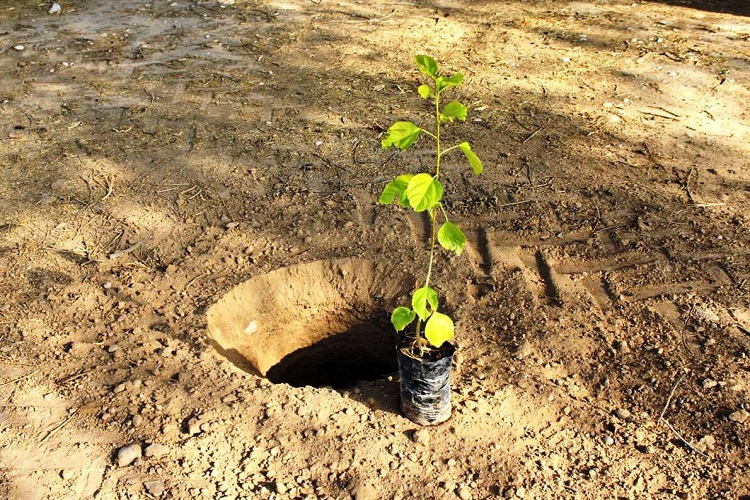 اجرای طرح «هر شهروند یک نهال» در سمنان اجرای طرح «هر شهروند یک نهال» در سمنان