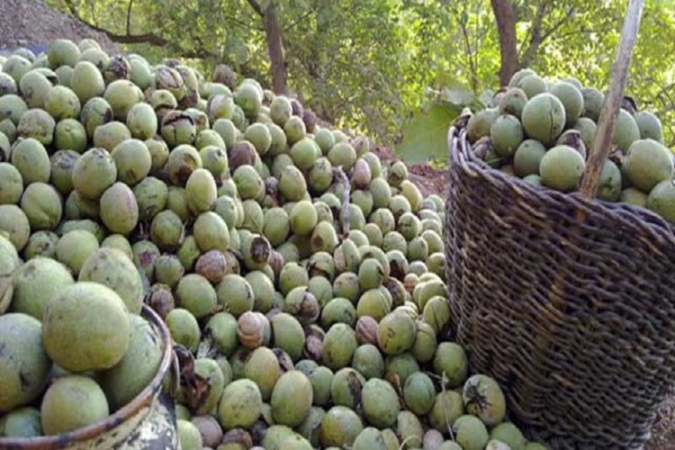 وقف یک باغ گردو در تویسرکان