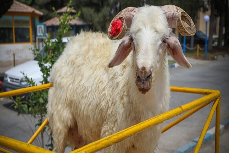 اجرای طرح نظارت شرعی دامپزشکی البرز بر دامهای قربانی اجرای طرح نظارت شرعی دامپزشکی البرز بر دامهای قربانی
