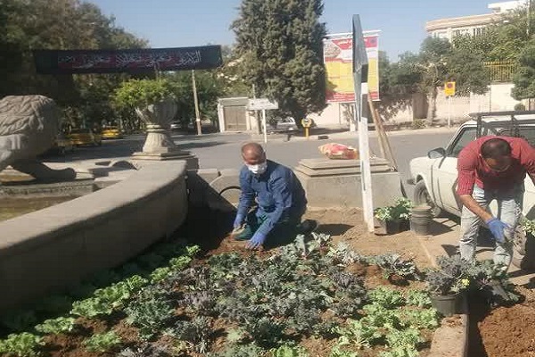 آغاز کاشت گلهای پاییزی در ملایر آغاز کاشت گلهای پاییزی در ملایر