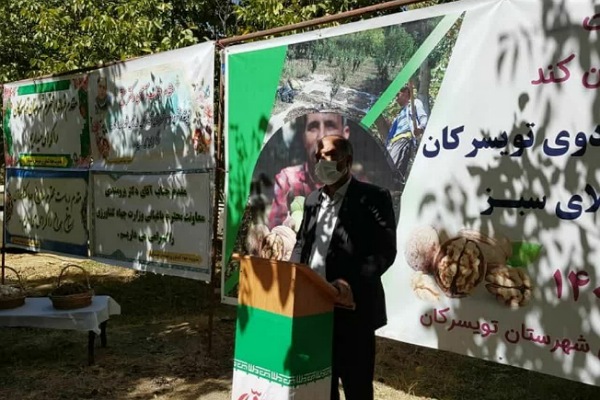 برگزاری آئین شکرگزاری برداشت گردو در تویسرکان