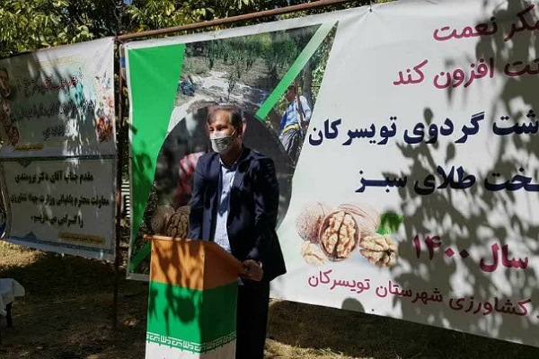 برگزاری آئین شکرگزاری برداشت گردو در تویسرکان