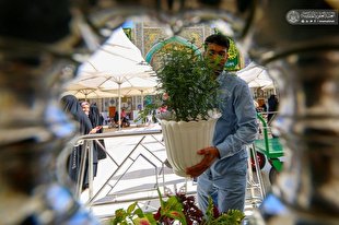تصاویری از گل‌آرایی حرم علوی به مناسبت فرارسیدن ولادت پیامبر(ص)