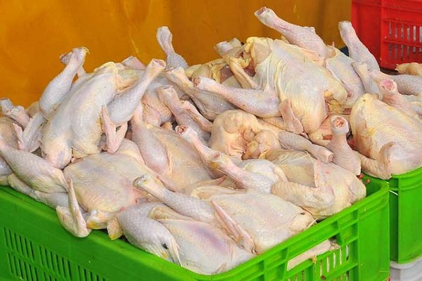 مرغ قاچاق
