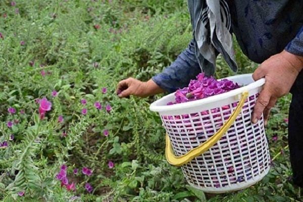 کشت گیاهان دارویی
