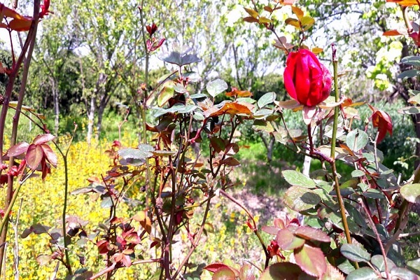 فصل سبزِ بهار، نشانه‌ای از اعجازِ آفرینش