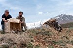 بازگشت پرندگان شکاری به طبیعت‎‎