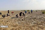 یک‌هزار نهال حرا در نوار ساحلی بوشهر کاشته شد + عکس