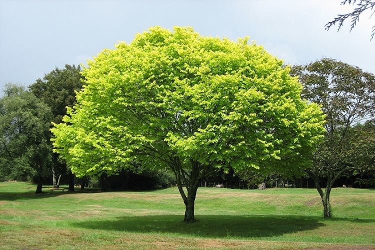 درختکاری درختکاری