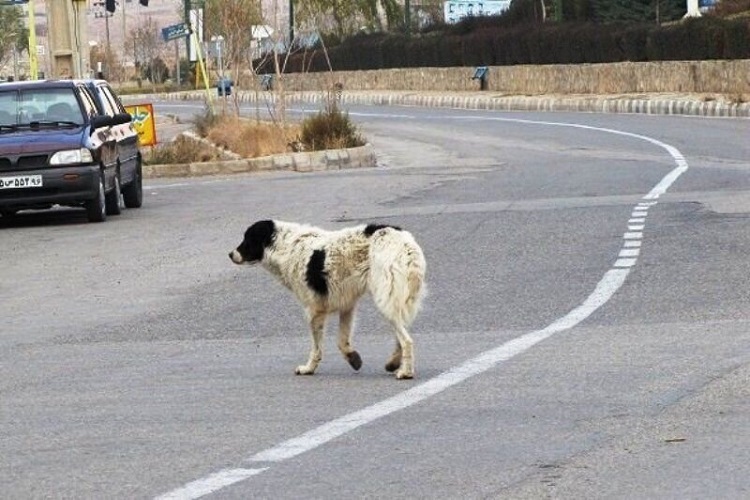  سگ&zwnj;های بلاصاحب