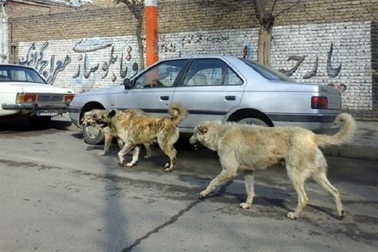 سگ های ولگرد