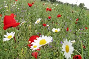 عکس | فرشی با تار و پود شقایق در کردستان