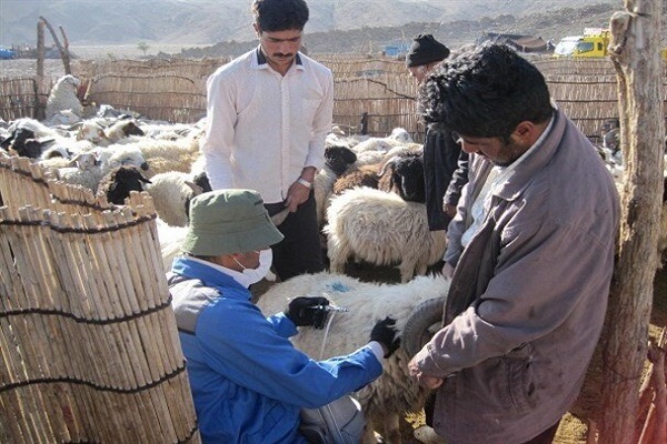 جهاد دامپزشکی در مناطق محروم