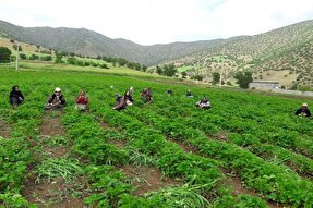 عکس | برداشت یاقوت سرخ از باغات کردستان