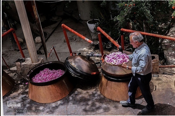 جشنواره گلابگیری