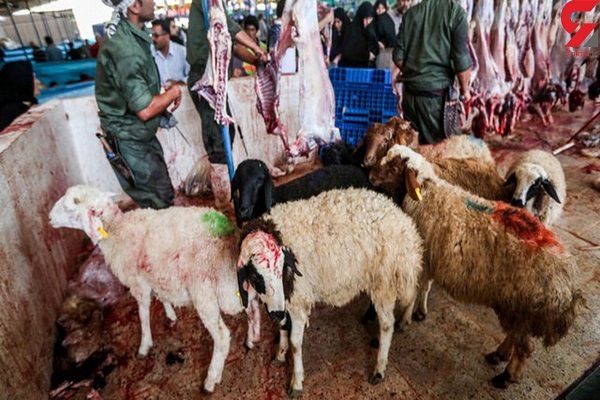 ذبح دام در عید قربان