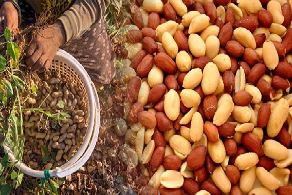 برگزاری جشنواره گیاهان دارویی در زرند