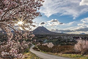 سامان شهر شکوفه‌های بهاری