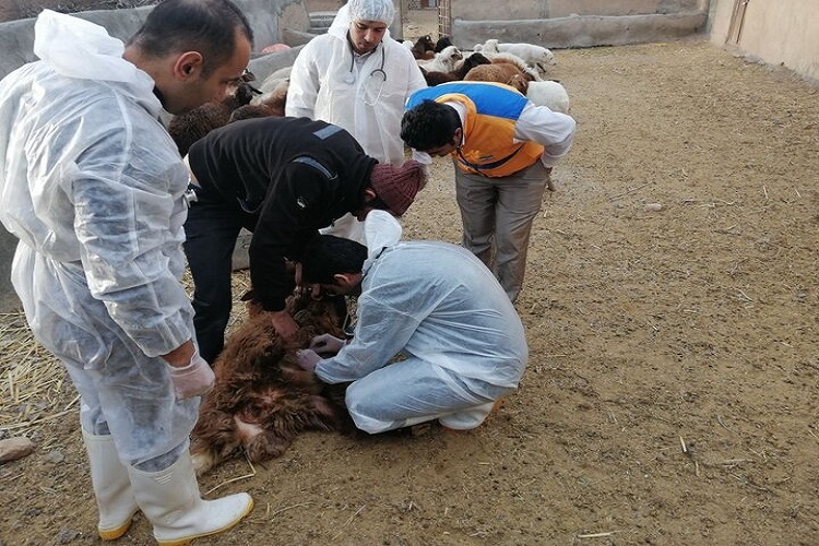 گروه جهادی دامپزشکی