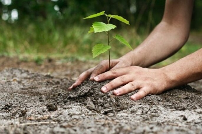 درختکاری از آموزه‌های دینی و ملی محسوب می‌شود