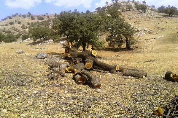هشدار؛ هیچ نهال جدیدی در زاگرس رویش نکرده است