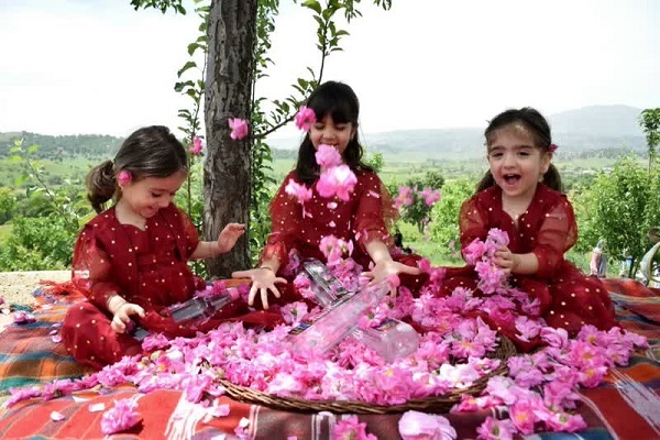 جشنواره گل محمدی